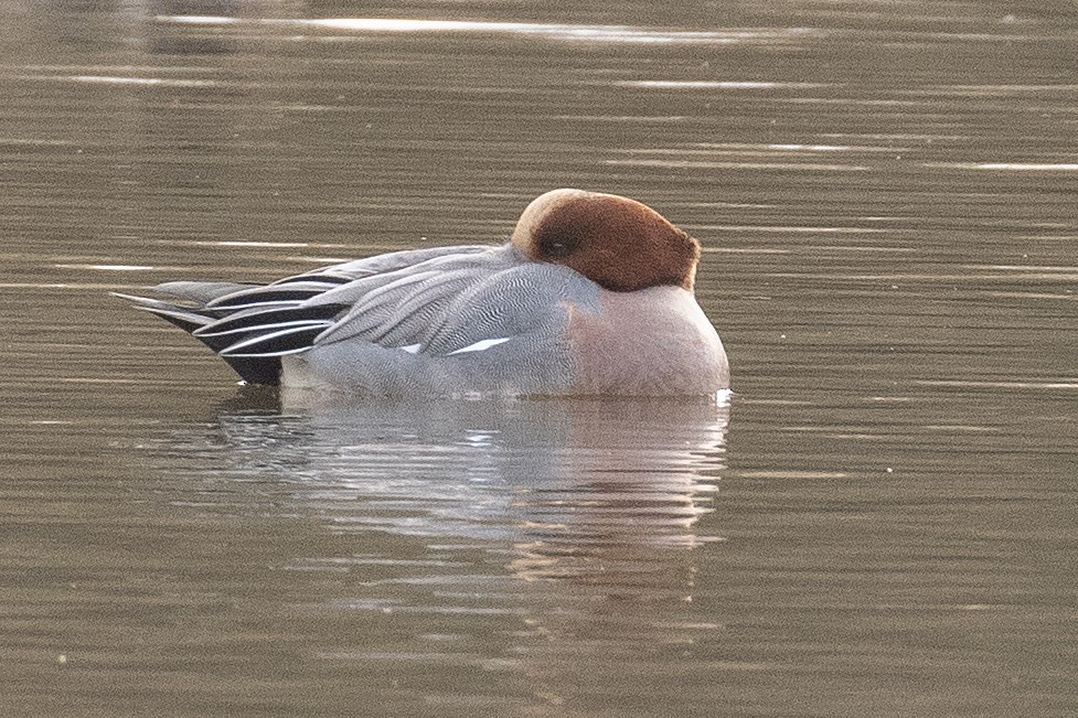 Eurasian Wigeon - ML645024156