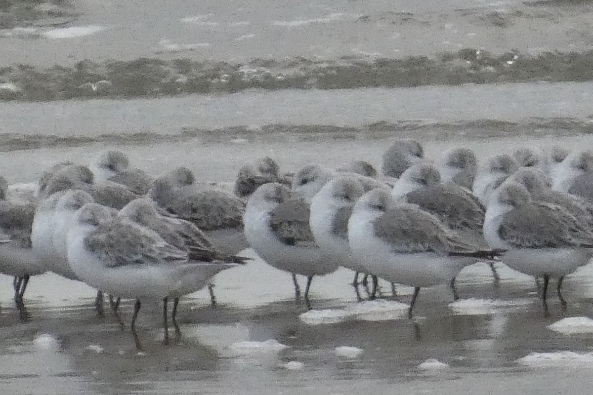 Txirri zuria - ML645024157