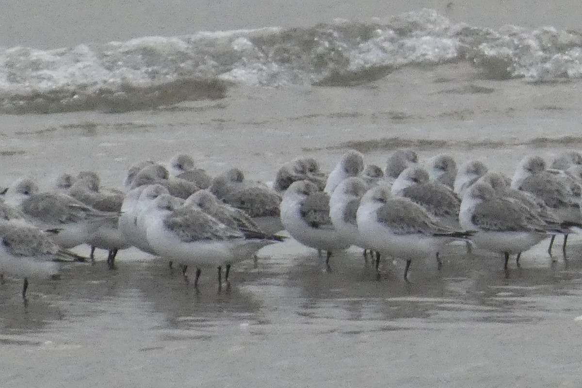 Txirri zuria - ML645024158