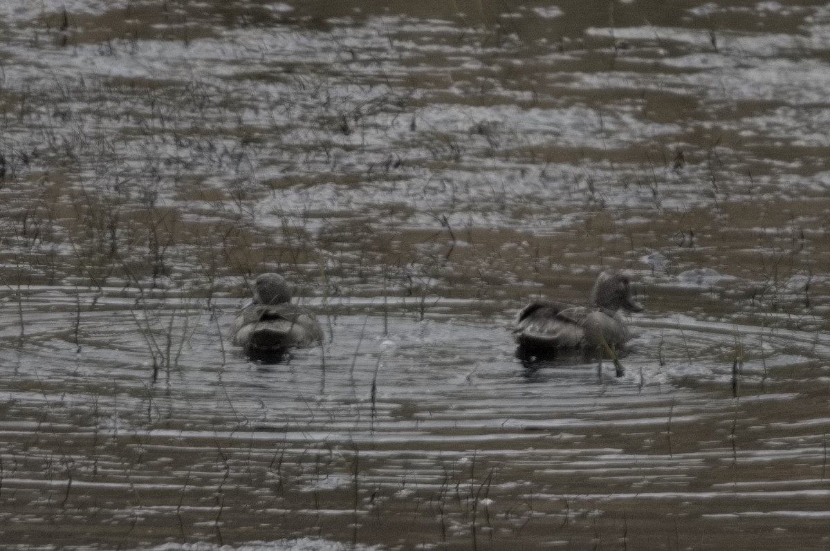 Sarcelle des Andes - ML645024162