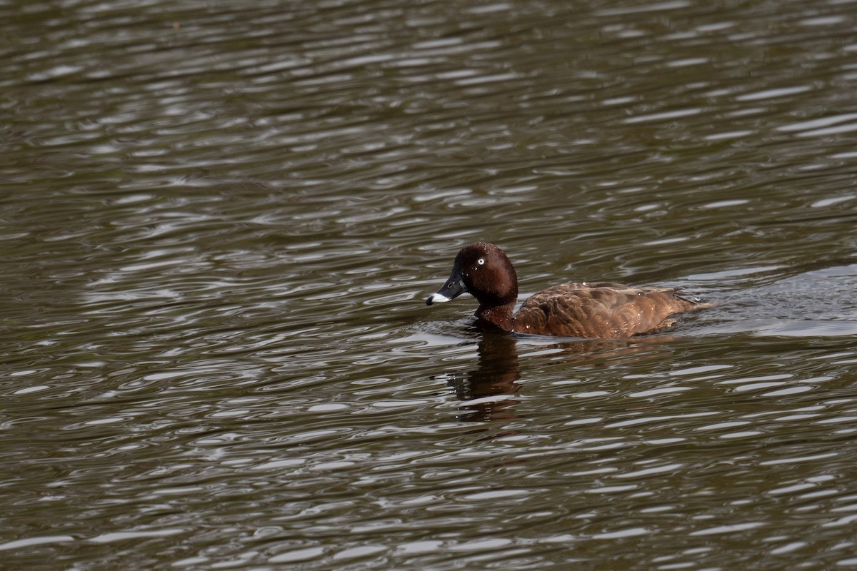 Hardhead - ML645024199