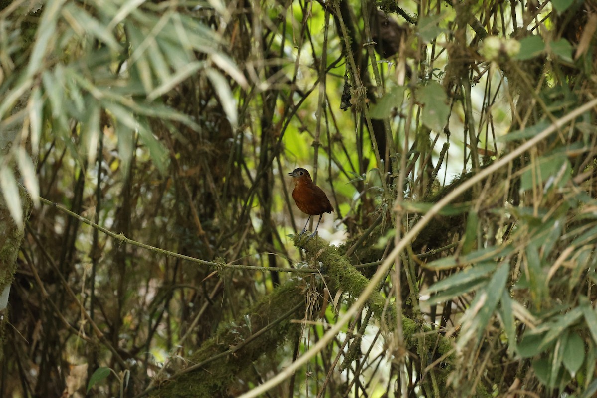 Oxapampa Antpitta - ML645024203
