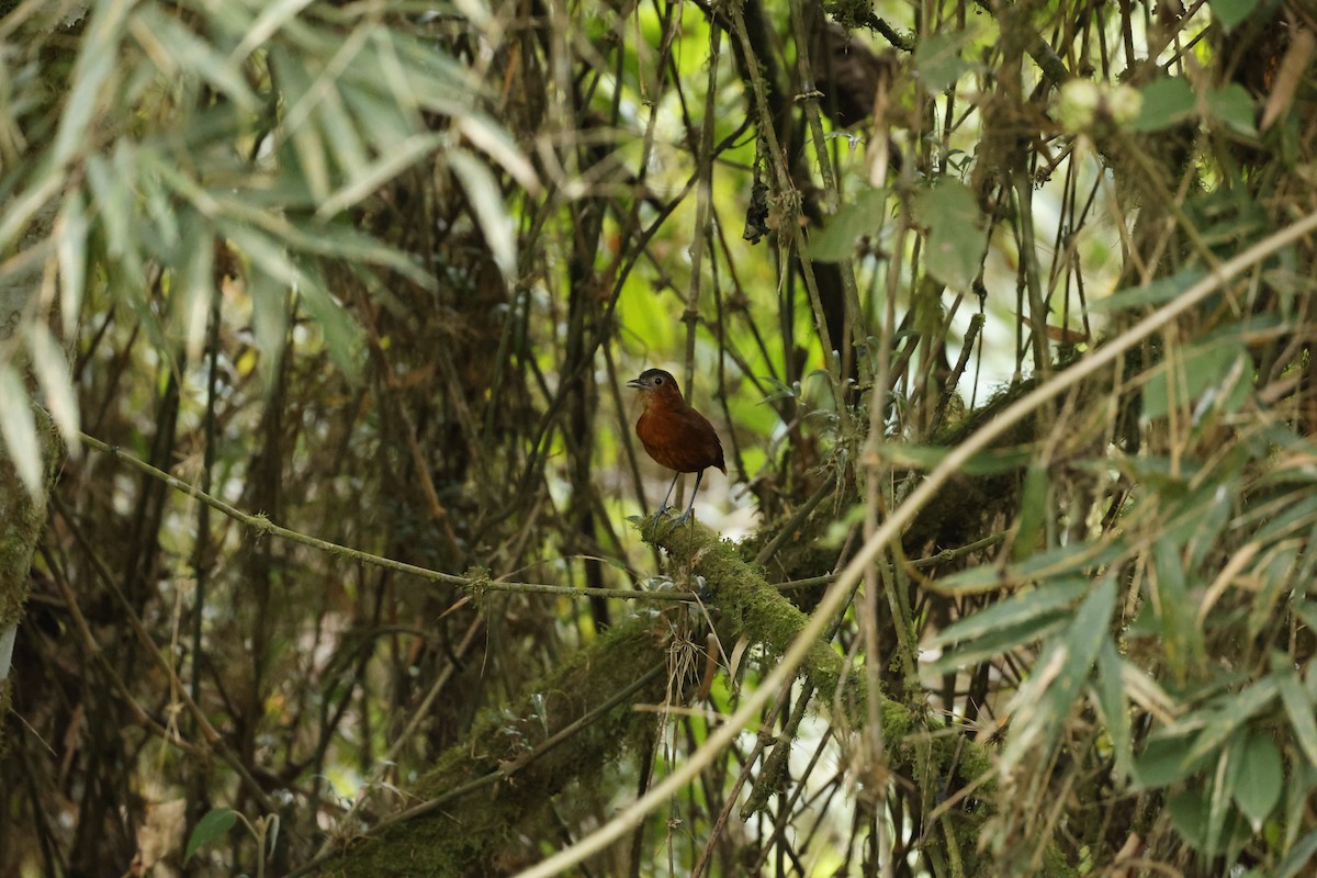 Oxapampa Antpitta - ML645024204