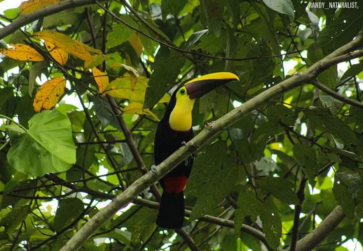 Sarı Gerdanlı Tukan - ML645024214