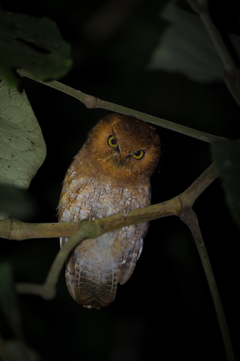 Сантамартийская совка - ML645024226