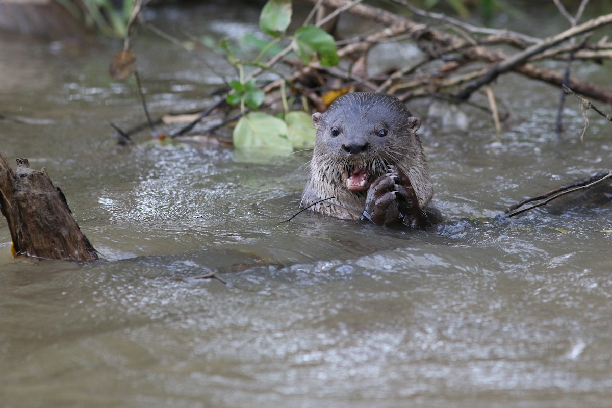Neotropical River Otter - ML645024237