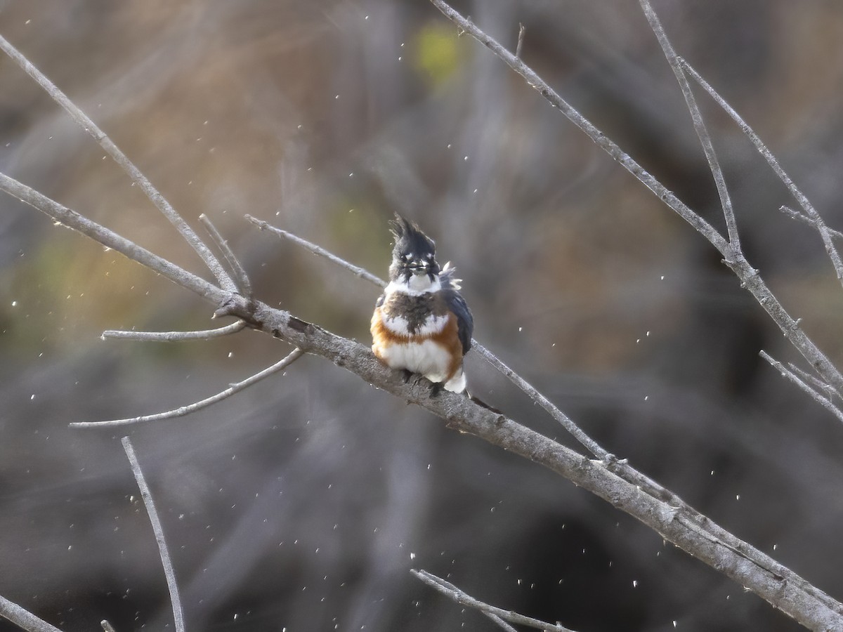 Martin handi iparramerikarra - ML645024242