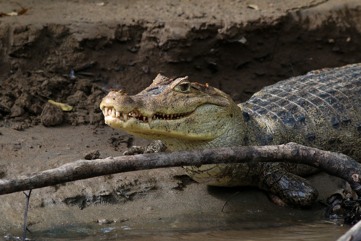 Spectacled Caiman - ML645024244