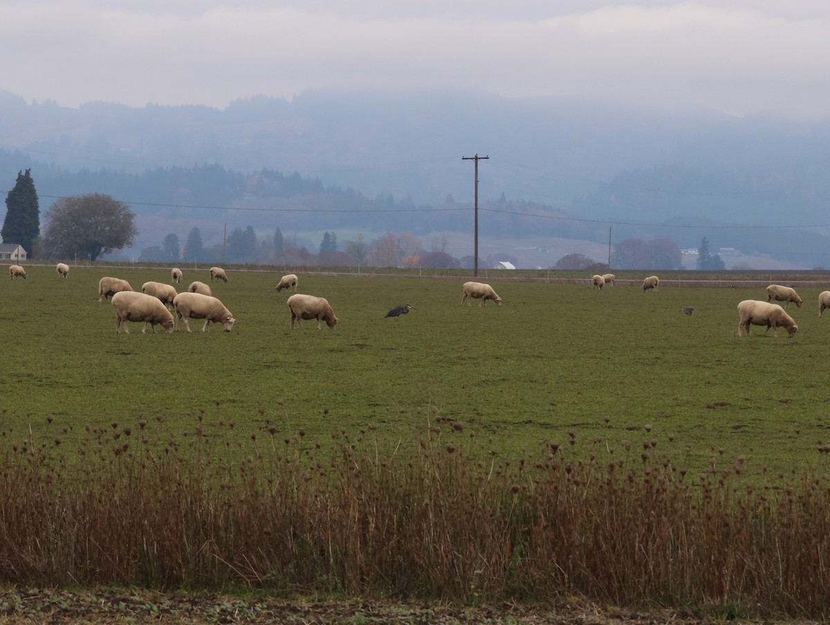 Great Blue Heron - ML645024266