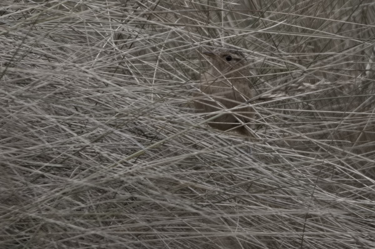 Grass Wren - ML645024267