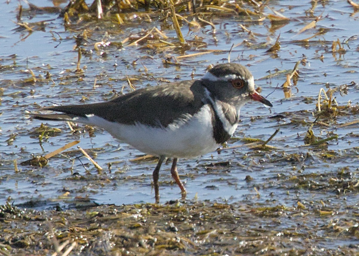 Three-banded Plover (African) - ML645024279