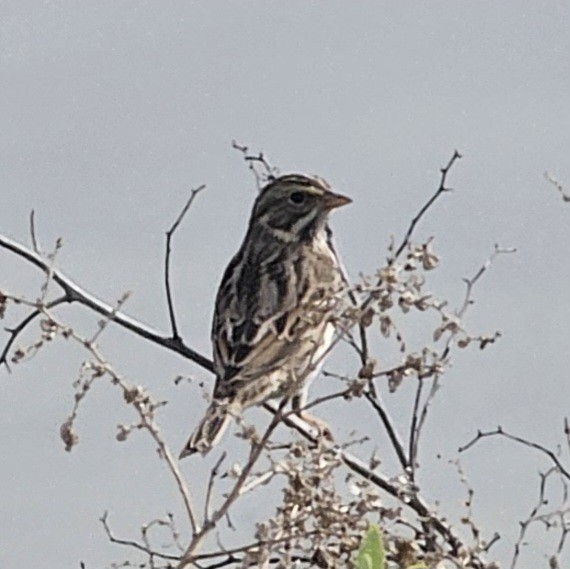 Savannah Serçesi - ML645024286