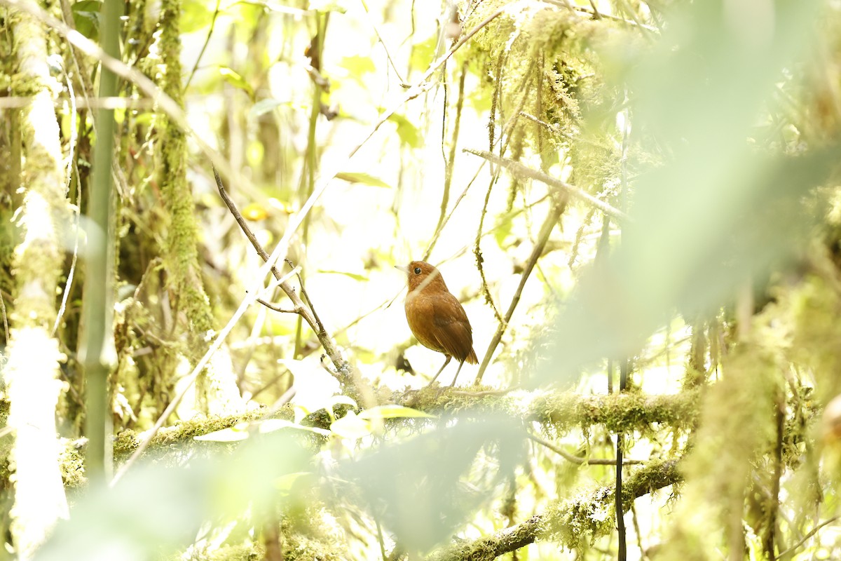 Bay Antpitta - ML645024295