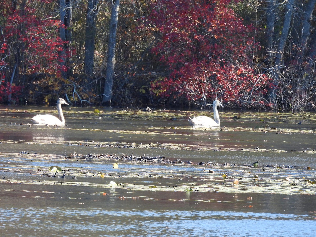 labuť velká - ML645024309