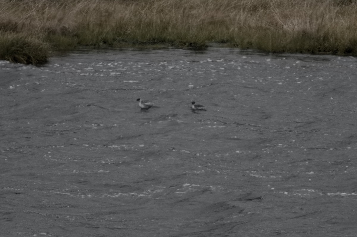 Silvery Grebe - ML645024312