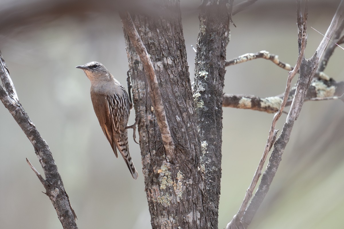 Weißbrauen-Baumrutscher - ML645024314