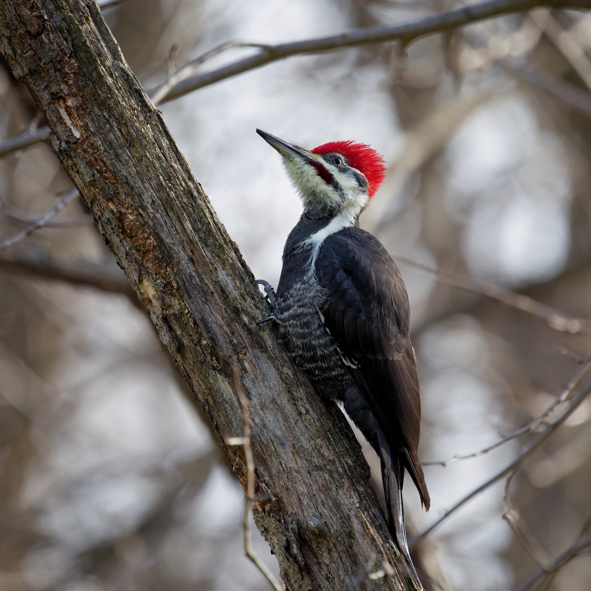 Pileated Woodpecker - ML645024327