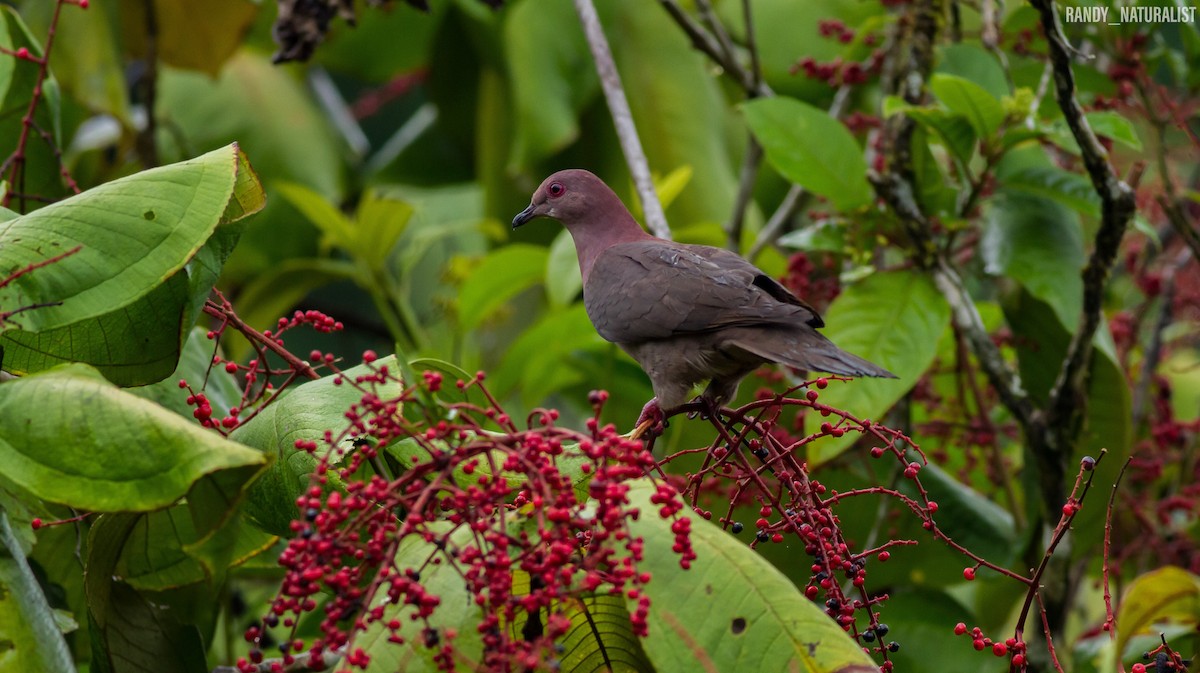 Kısa Gagalı Kızılca Güvercin - ML645024332