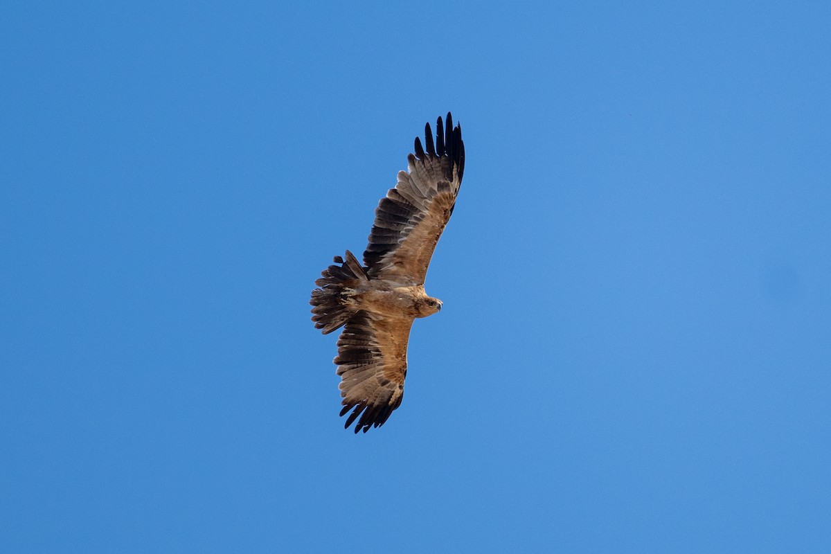 Tawny Eagle - ML645024351