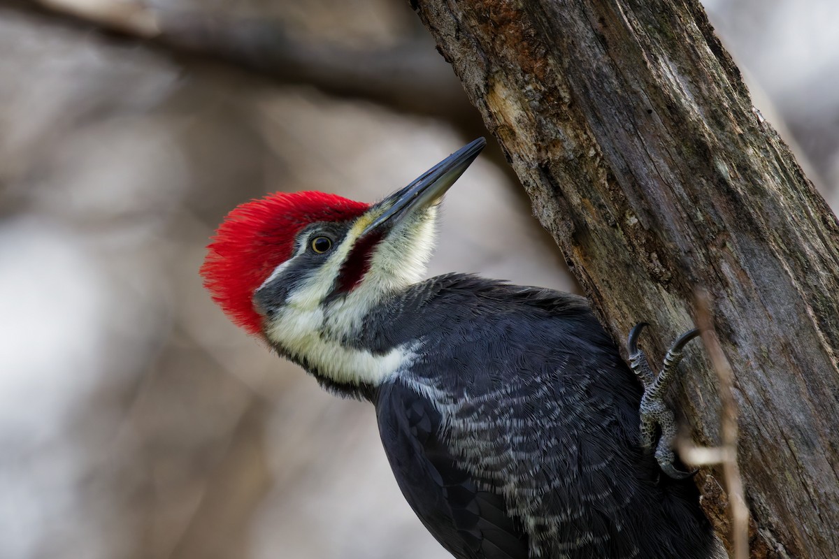 Pileated Woodpecker - ML645024358