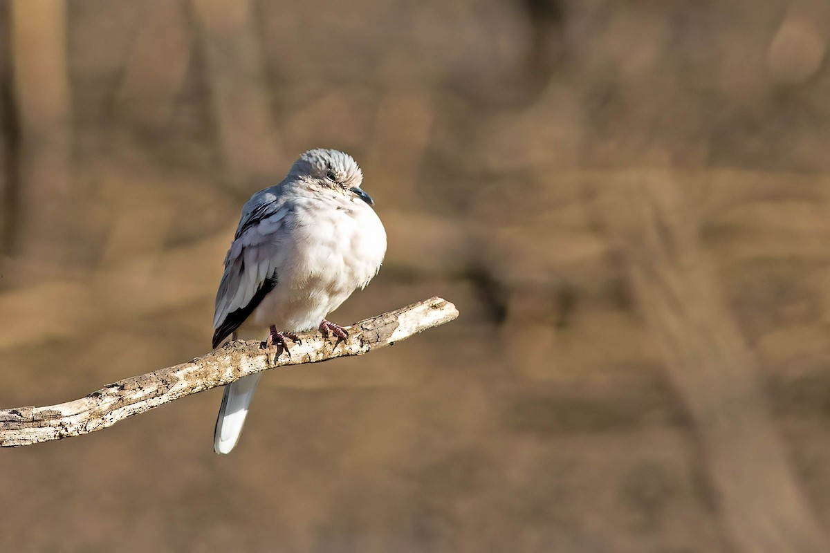 holoubek pikui - ML645024359