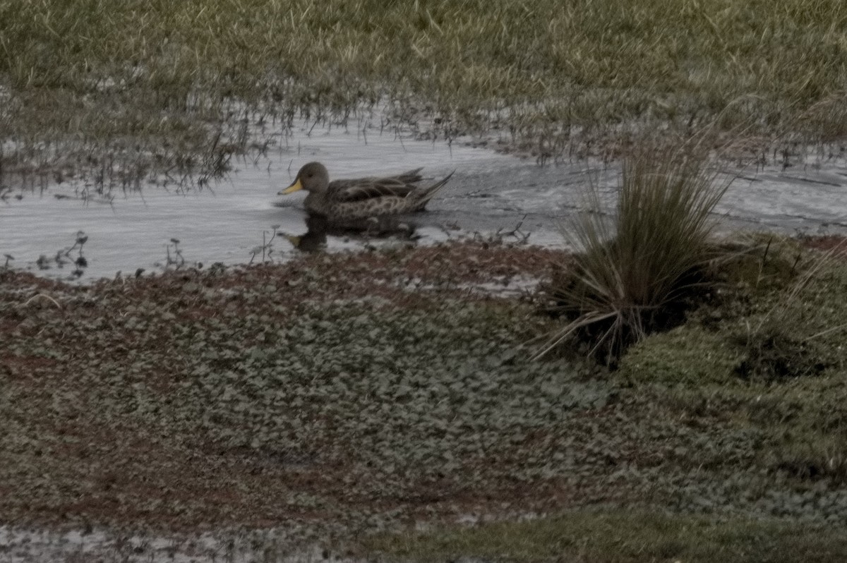 gulnebbstjertand - ML645024370