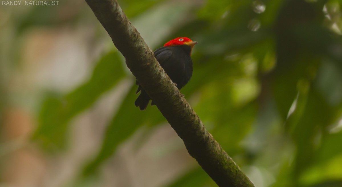 Kırmızı Takkeli Manakin - ML645024388