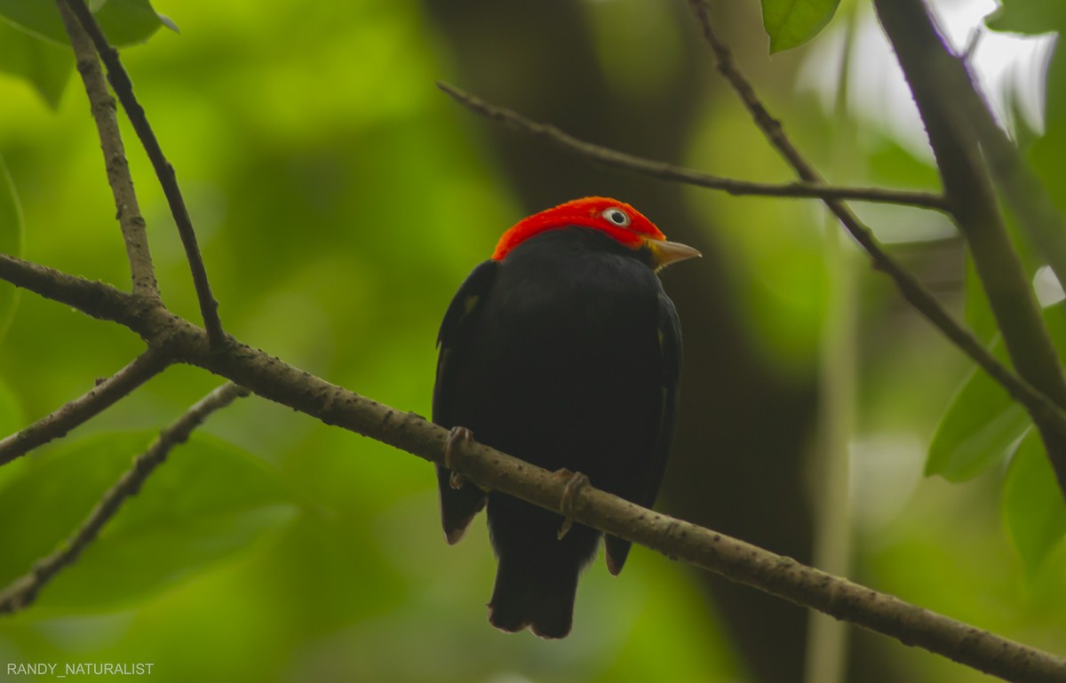 Kırmızı Takkeli Manakin - ML645024389