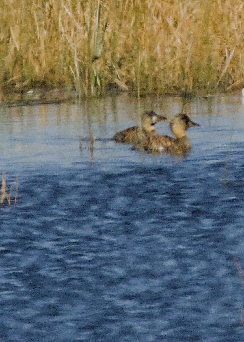 White-backed Duck - ML645024396