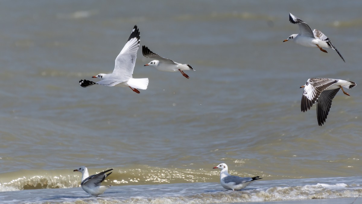 Gaviota Centroasiática - ML645024397