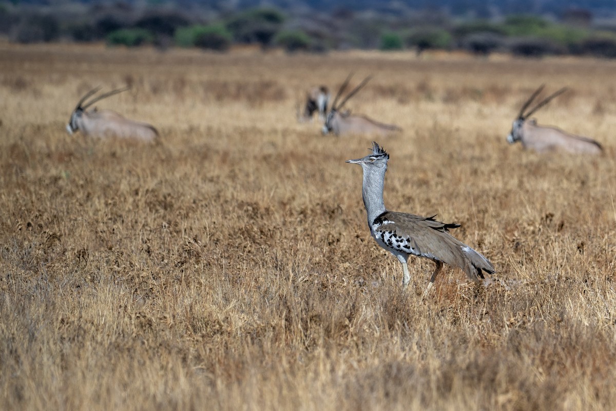 Дрофа-кори - ML645024400