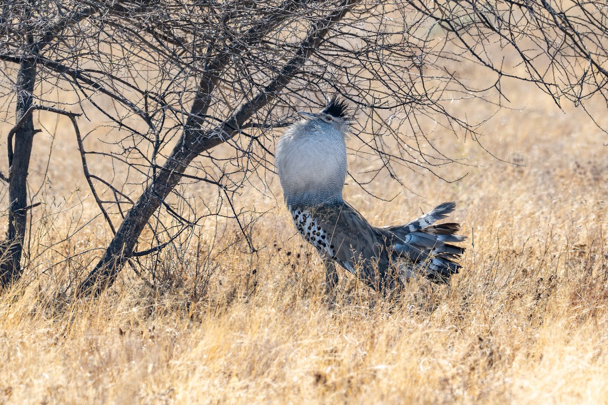 Дрофа-кори - ML645024402