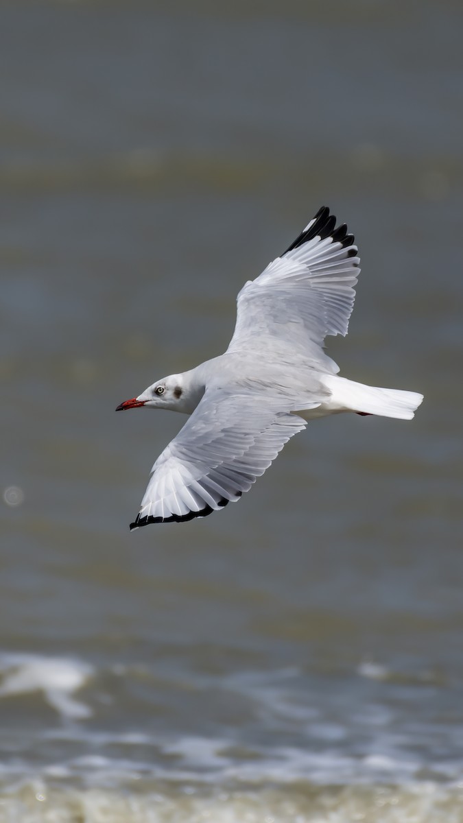 Gaviota Centroasiática - ML645024404