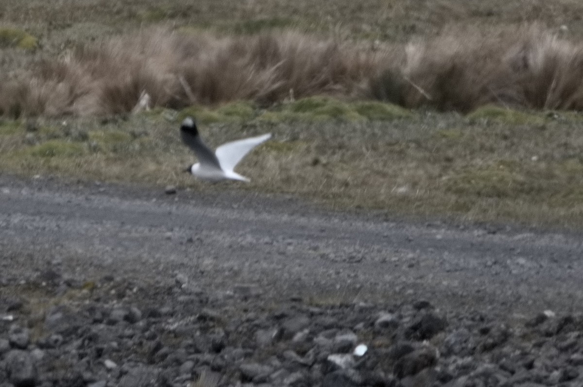 Mouette des Andes - ML645024412