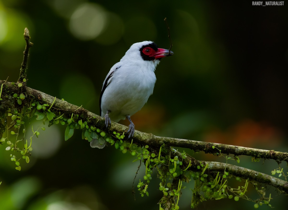 Maskeli Titira - ML645024421