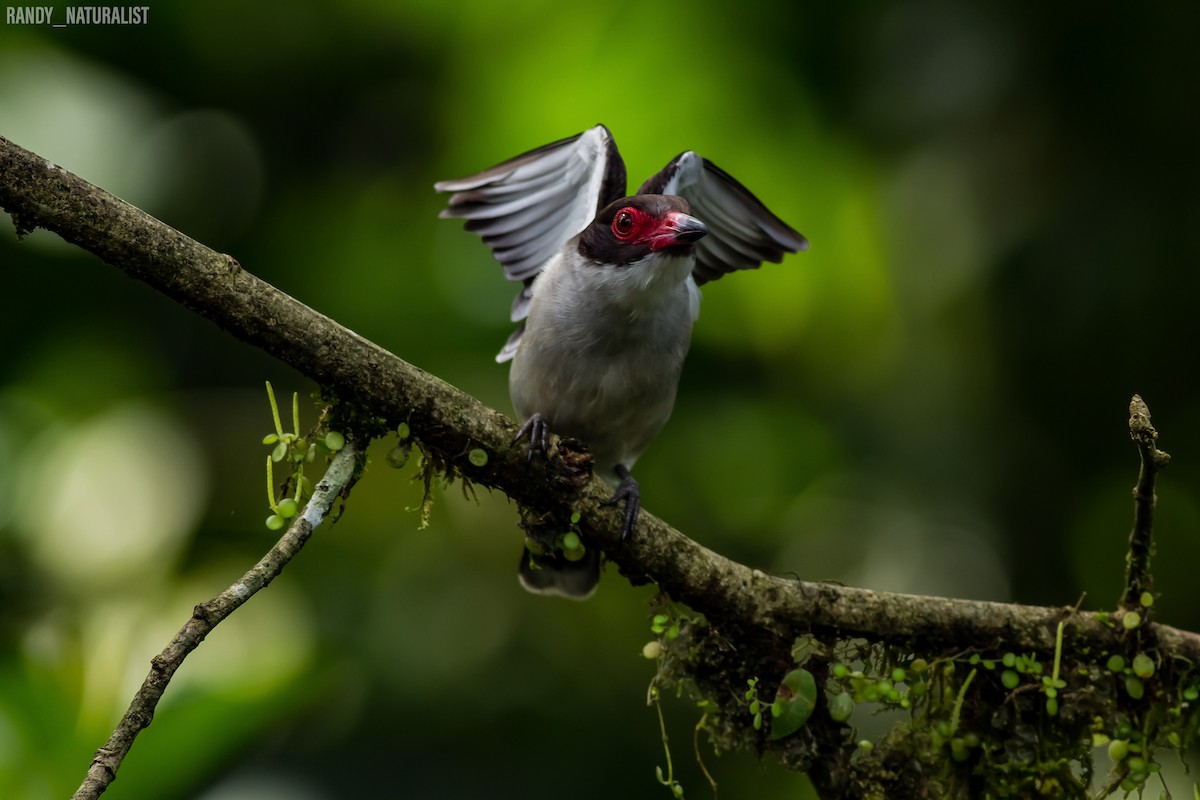 Maskeli Titira - ML645024422