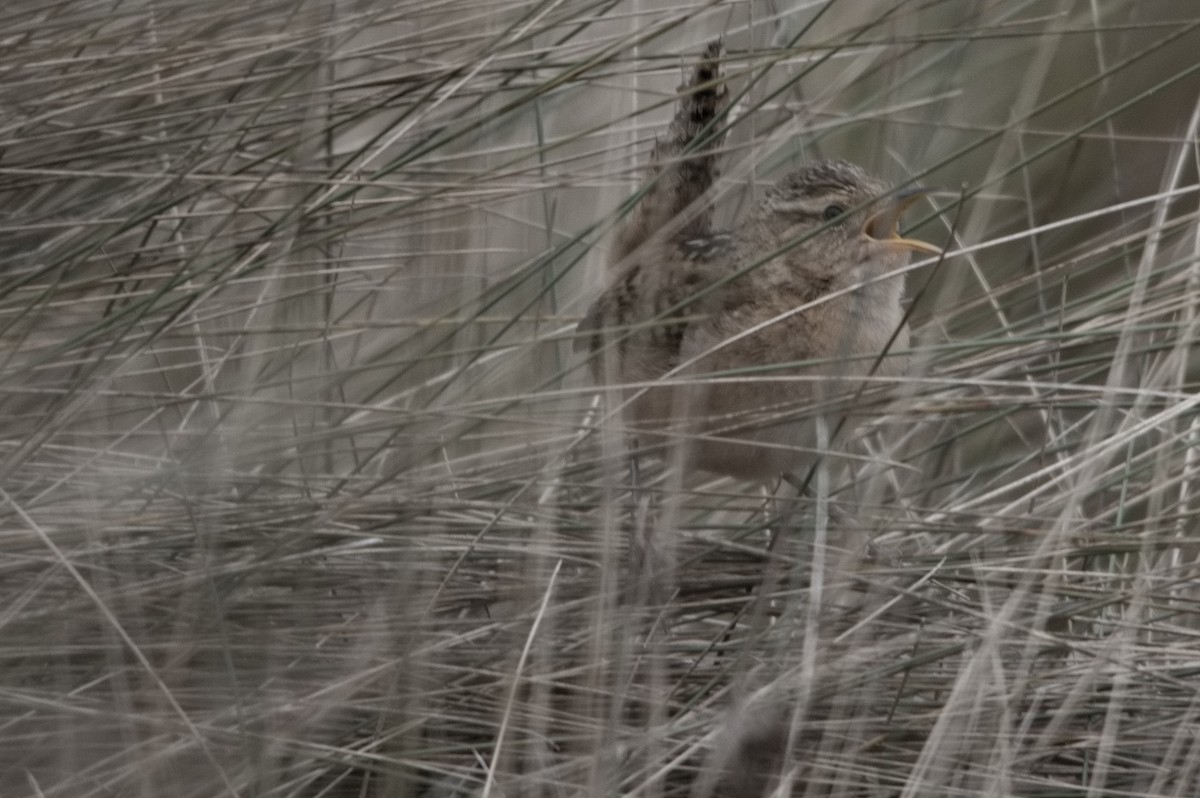 Grass Wren - ML645024428