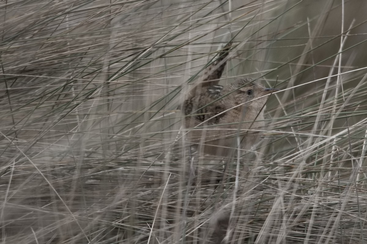 Grass Wren - ML645024429