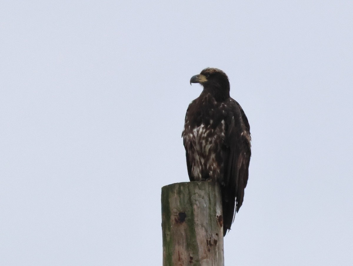 Bald Eagle - ML645024432