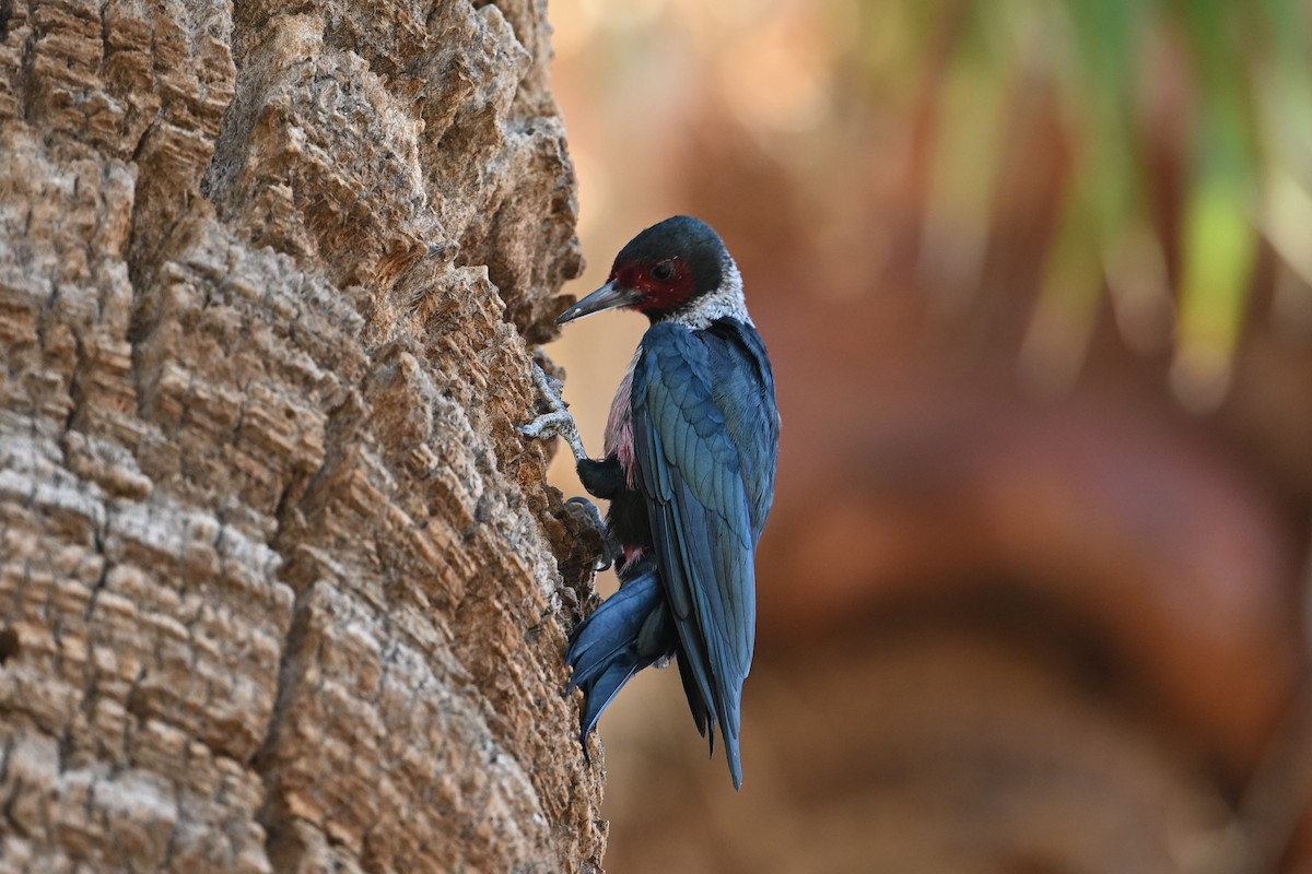 Lewis's Woodpecker - ML645024496