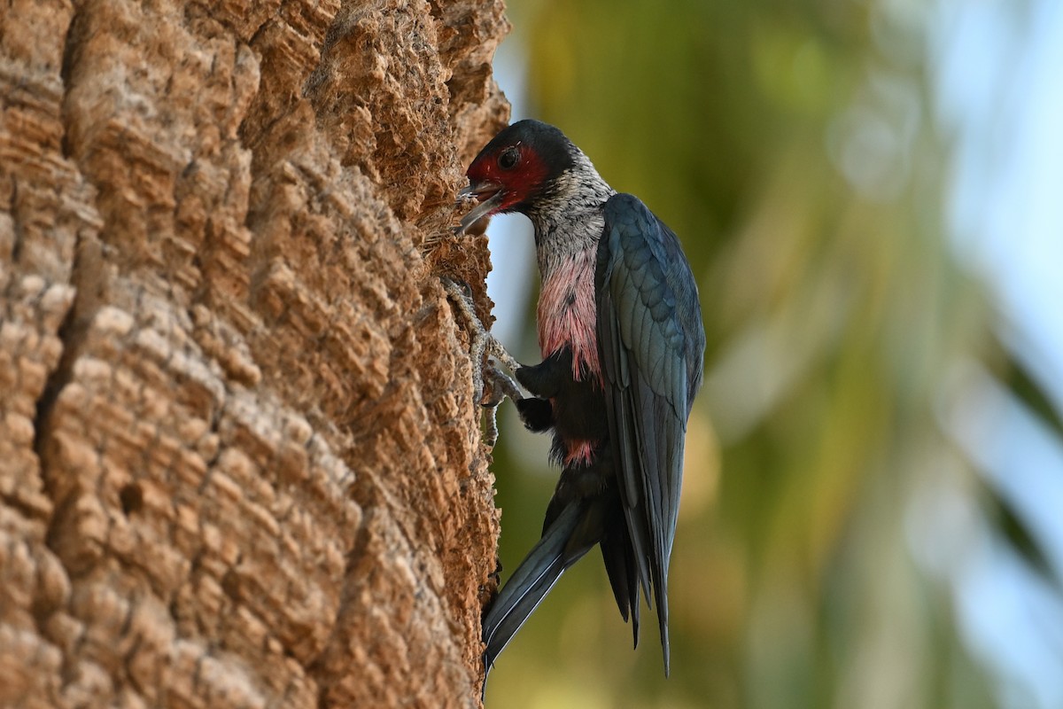 Lewis's Woodpecker - ML645024497
