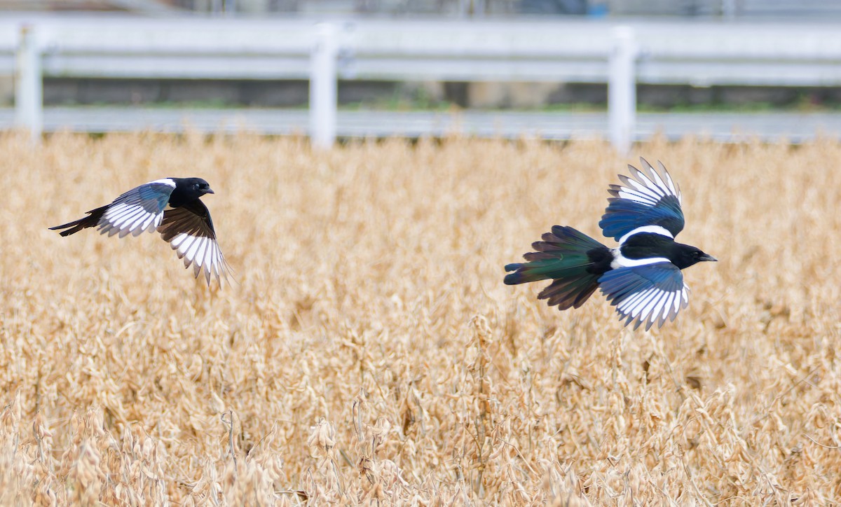 straka čínská - ML645024514