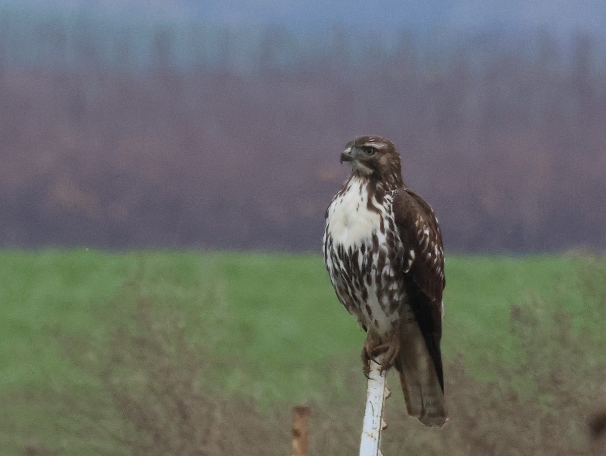Red-tailed Hawk - ML645024515