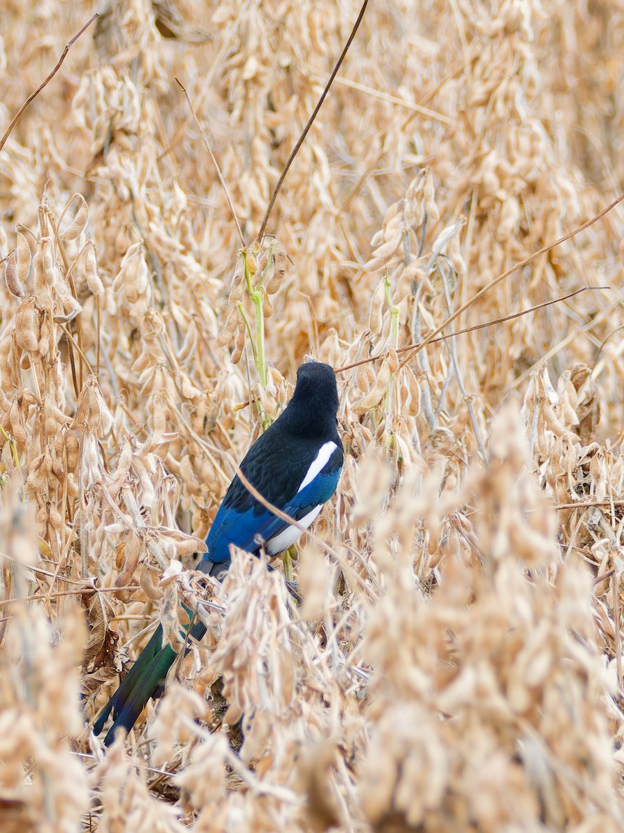 straka čínská - ML645024522