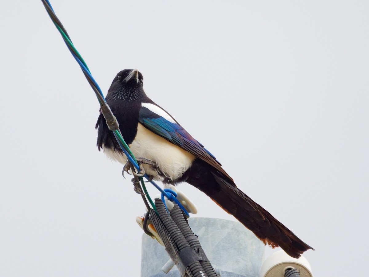 straka čínská - ML645024526