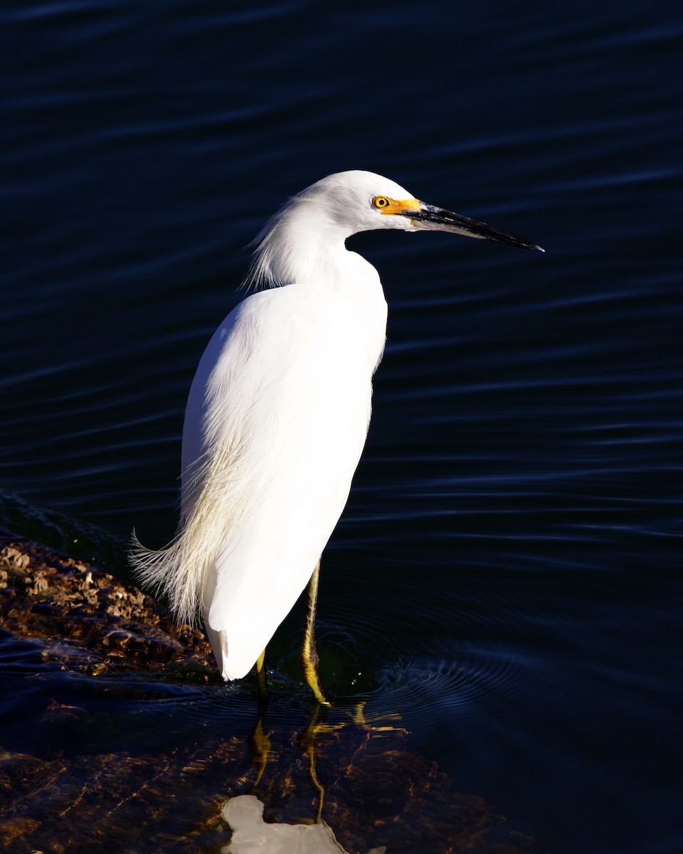 Snowy Egret - ML645024536