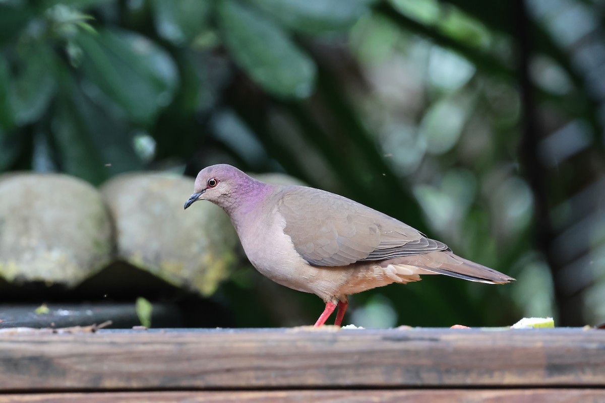 holub bledočelý - ML645024540