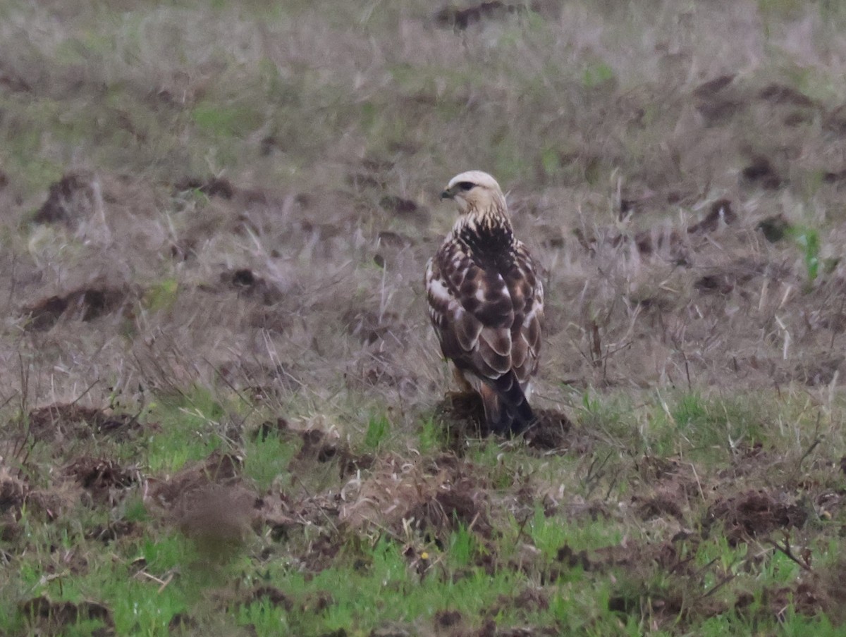 Rough-legged Hawk - ML645024560