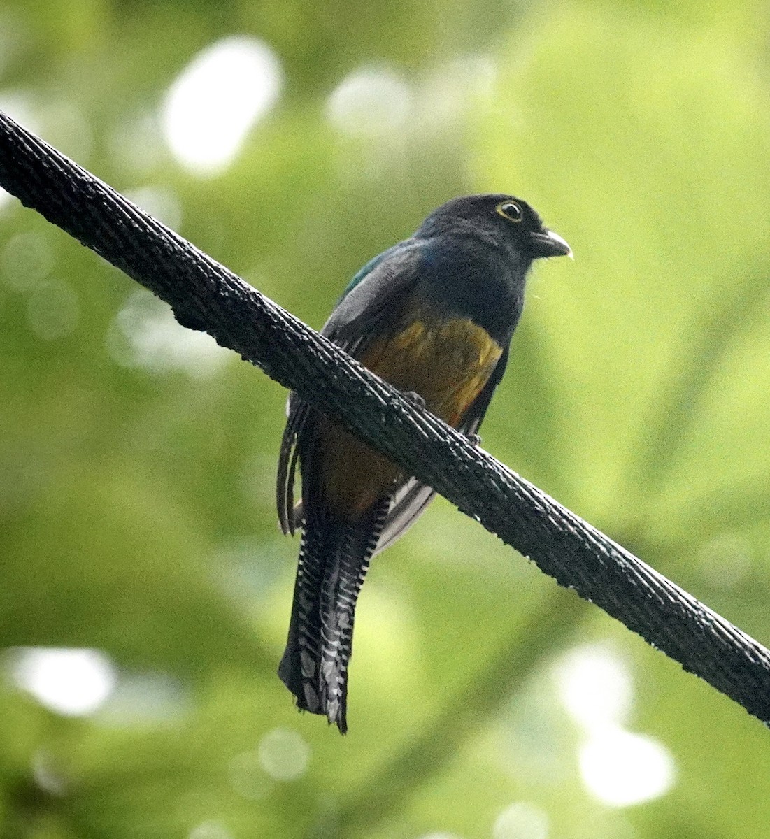 Mor Trogon - ML645024564