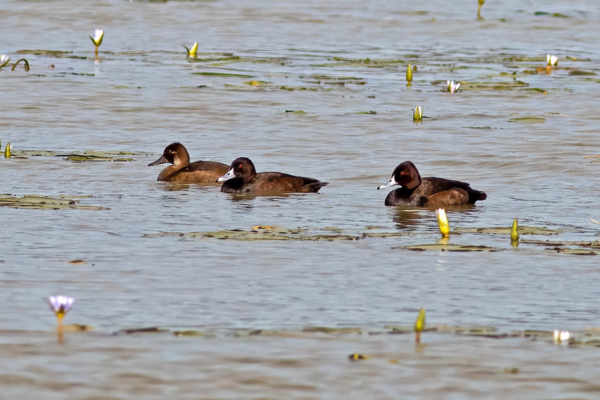 Southern Pochard - ML645024576